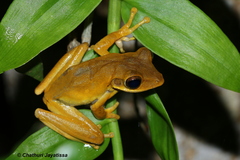 Polypedates cruciger