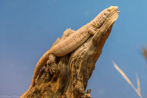 Pygmy Mulga Monitor, Varanus gilleni