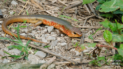 Plestiodon chinensis