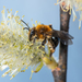 Andrena dunningi - Photo (c) Heather Holm, algunos derechos reservados (CC BY-NC), subido por Heather Holm