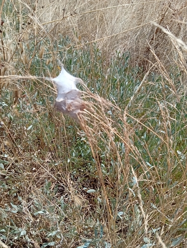 Longlegged Sac Spiders
