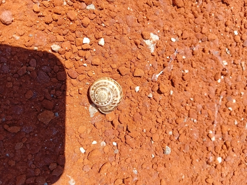 Chocolate-band Snail