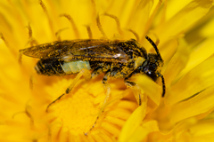 Tenthredo talyshensis