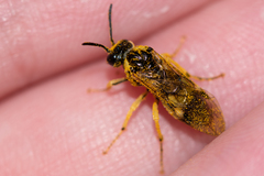 Tenthredo talyshensis