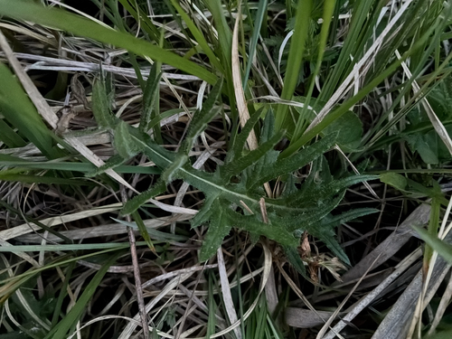 Cirsium tuberosum, photograph 6