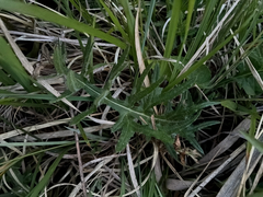Cirsium tuberosum, photograph author not stated, no rights reserved