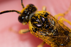 Tenthredo talyshensis