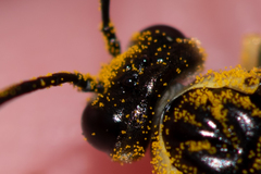 Tenthredo talyshensis