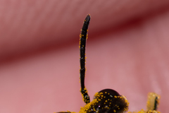 Tenthredo talyshensis