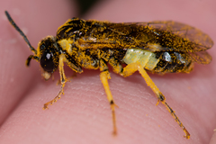 Tenthredo talyshensis