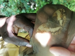 Harma theobene superna