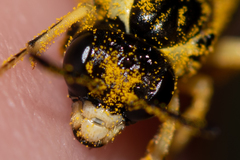 Tenthredo talyshensis