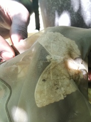 Harma theobene superna