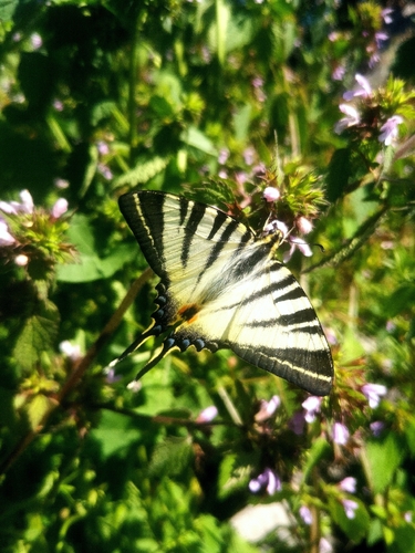 Scarce Swallowtail