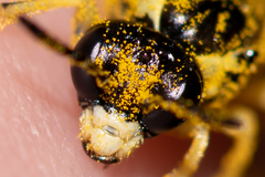 Tenthredo talyshensis
