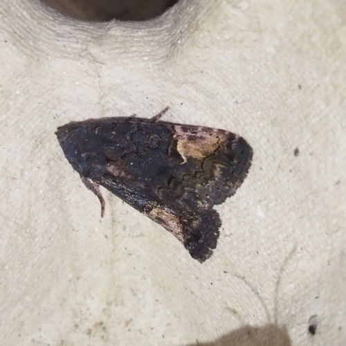 Photo of The druid (Aedia funesta)