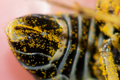 Tenthredo talyshensis