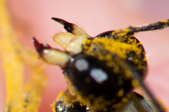 Tenthredo talyshensis