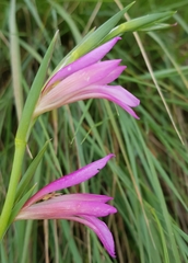 Gladiolus illyricus