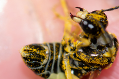 Tenthredo talyshensis