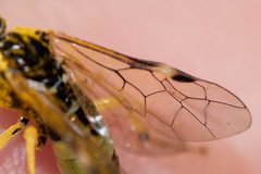 Tenthredo talyshensis