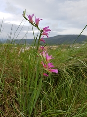 Gladiolus illyricus