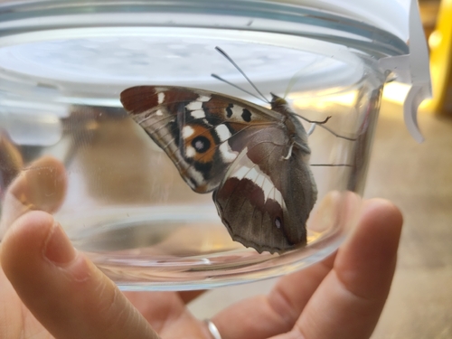 Purple Emperor