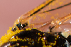 Tenthredo talyshensis