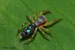 Chrysilla