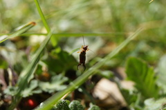 Forficula auricularia