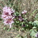 Origanum vulgare vulgare - Photo (c) lucapassalacqua,  זכויות יוצרים חלקיות (CC BY-NC)