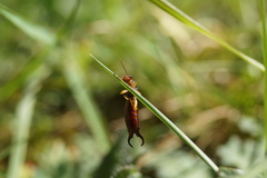 Forficula auricularia