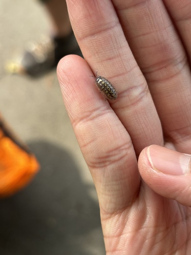Common Pill Woodlouse