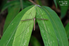 Tipula nova