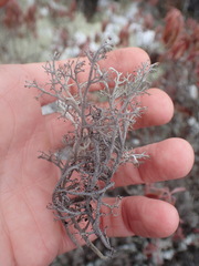 Cladonia stygia