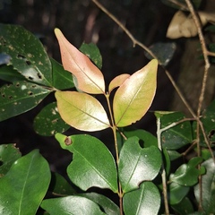 Gossia hillii