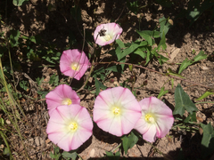 Calystegia purpurata
