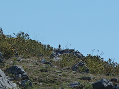 Oenanthe oenanthe