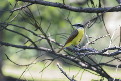 Pitangus sulphuratus