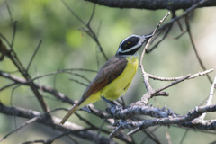 Pitangus sulphuratus