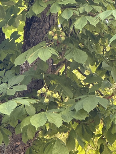 horse-chestnut
