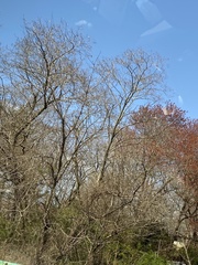 Robinia pseudoacacia