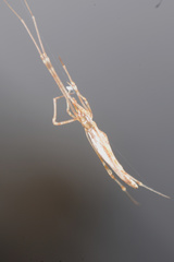 Rhomphaea urquharti