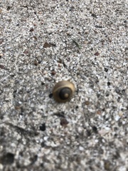 Zachrysia provisoria