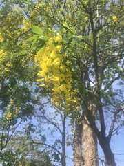 Laburnum