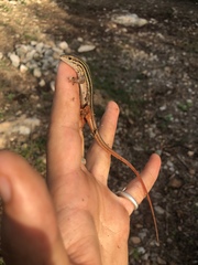 Aspidoscelis angusticeps