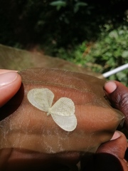 Leptosia nupta
