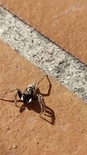 Half-edged Wall Jumping Spider