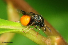 Schizaspidia convergens