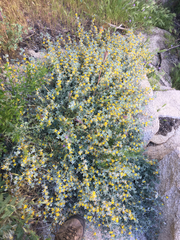 Acmispon argophyllus argophyllus